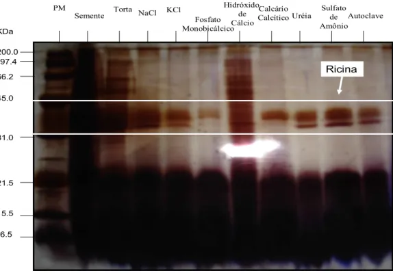 Figura  1  -  Gel  de  poliacrilamida  (SDS-PAGE)  para  avaliação  da  eficácia  dos  tratamentos  de  destoxificação  da  torta  de  mamona  no  desaparecimento  das  duas  sub-unidades  de  ricina  (A  com  35  KDa  e  B  com  29  KDa)