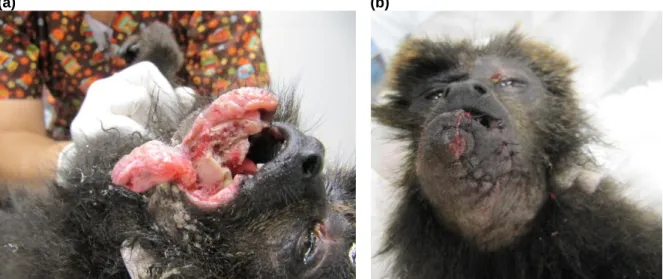 Figura 2 – Cirurgia maxilo-facial a bugio-ruivo (Alouatta guariba).  (a) Trauma com lesão do lábio e  fratura da mandíbula, por ataque de cão (Original)