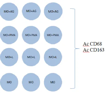 Fig  4.:  Representation  of  the  well  plates:  Blood  monocyte  differentiated  MØ  were  infected  with  L