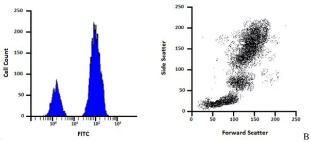 Fig.  6.:  Example  of  flow  cytometry  data  represented  by  histogram  and  dot-plot