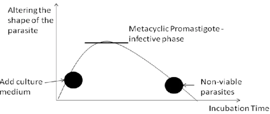 Fig. 13. Graphical representation of the ideal moment of infection by cultured promastigotes of Leishmania 