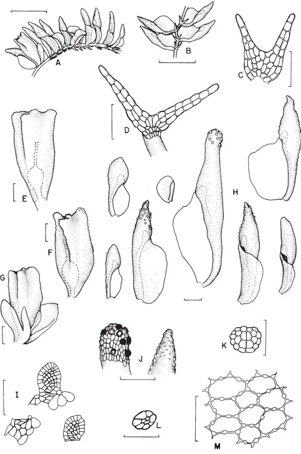 Figura 6. Colura tortifolia (Nees &amp; Mont.) Steph. (A-M)  A. Hábito. B. Hábito, vista ventral