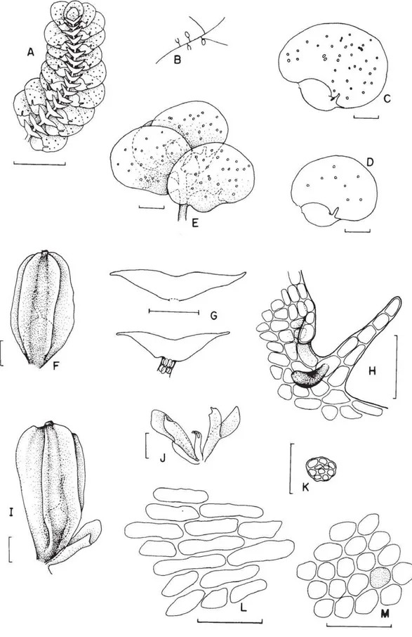 Figura 7. Diplasiolejeunea brunnea Steph. (A-M) A. Hábito, vista ventral. B. Esquema de planta fértil ( |  = perianto,   c = ginoécio)