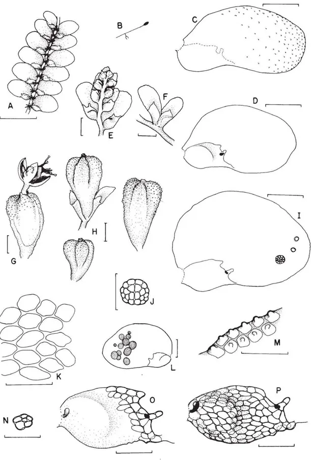 Figura 4. Cololejeunea obliqua (Nees &amp; Mont.) Schiffn. (A-P) A. Hábito, vista ventral