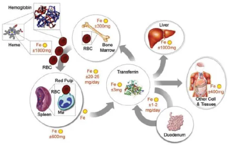 Figure  1.1.  Systematic  Fe  distribution  in  mammals.  Fe  homeostasis  involves  a  delicate  balance  between  the  Fe  levels  in  different  compartments