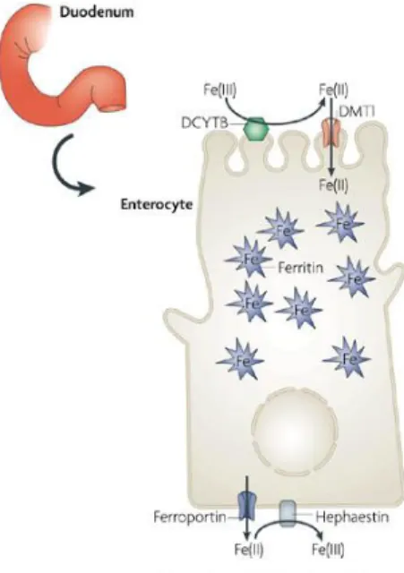 Figure 1.2 Intestinal Fe uptake. Simplified  scheme  illustrating  dietary  Fe  absorption  through the apical side of enterocytes in the  duodenum and the major players involved in  the transport of Fe to systemic circulation