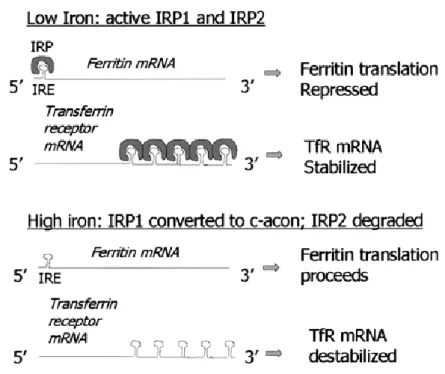 Figure 1.4 IRP/IRE machinery controls intracellular Fe responses. In response to low iron levels,  IRP-1 and IRP-2 become activated and are able to bind to IRE sequences in the 5’ and 3’ end of FTH  and Transferrin Receptor (TfR) respectively which inhibit