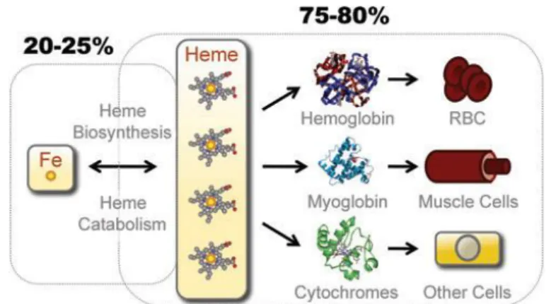 Figure  1.5.  Bioavailable  Fe  in  mammals.  Considering  the  totality  of  bioavailable  Fe  in  mammals,  only  20-25%  is  associated  with  Fe binding proteins, the rest is associated with  heme-containing molecules such as hemoglobin, myoglobin and 