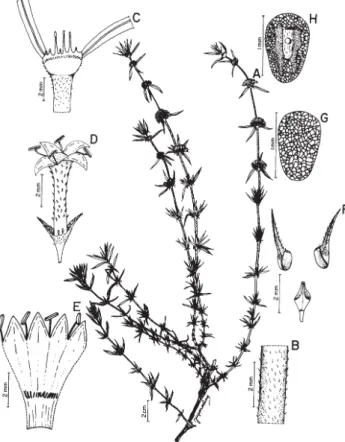 Figura 2. Staelia galioides (Souza 158). A. Hábito. B. Seção do caule. C. Bainha estipular
