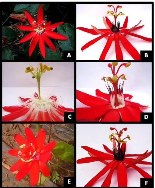 Figura  2.2.  Maracujazeiros  do  Banco  de  Germoplasma  Flor  da  Paixão  com  predominância da coloração vermelha (Grupo 1): (A) P