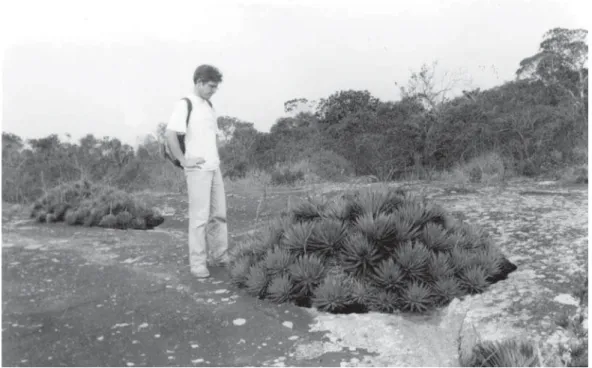 Figura 3. A convivência entre Cortaritermes silvestrii e Dyckia maritima na estação Morro do Araçá 1  em ilhas de vegetação em termiteiros na forma de domo e na forma hemisférica.