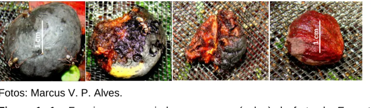 Figura  1.  1 -  Formigas  consumindo  o  exocarpo  (polpa)  do  fruto  de  Emmotum  nitens