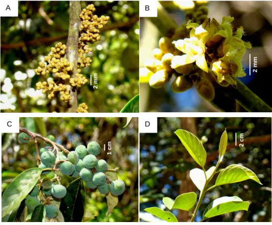 Figura 1. 5: A – D - Fenofases: botões; flores; frutos e folhas novas. 