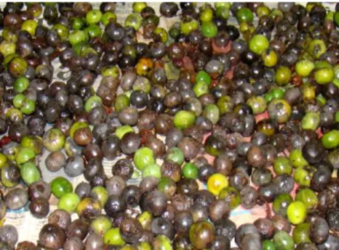 Figura  1.  9 –  Frutos  coletados  apresentando  colorações  verdes  e  marrom- marrom-escuras e comprimento médio de 2,4 cm
