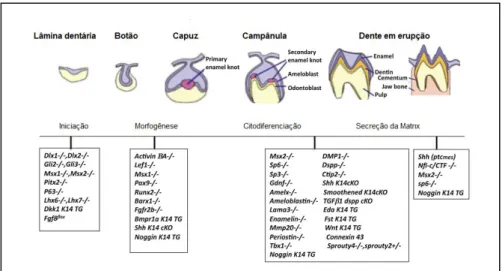 Figura 1. Representação das fases de diferenciação tecidual e expressão  gênica na odontogênese humana (adaptado de Bei, 2009)