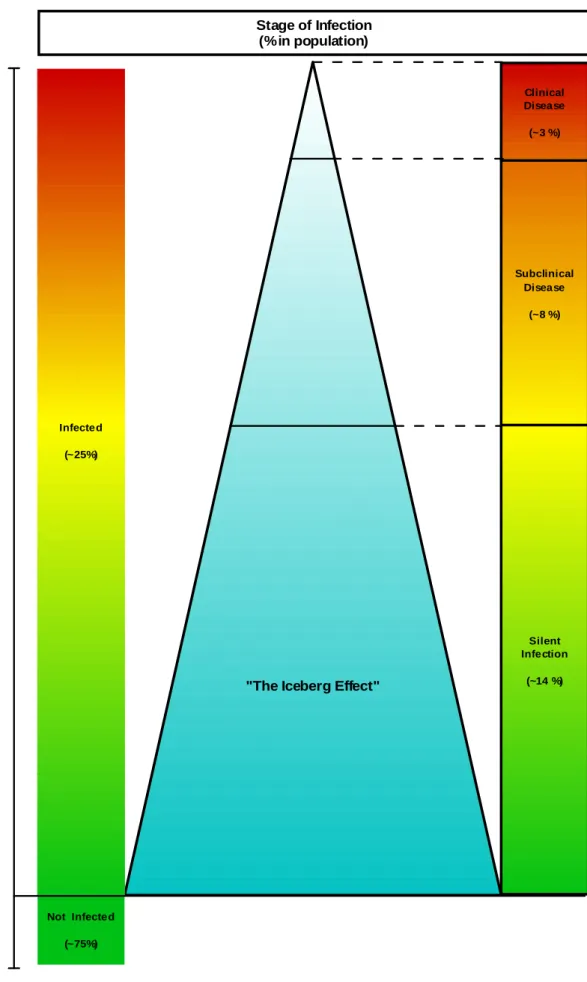 Fig. 2 – Schematic representation of “The Iceberg Effect” and the Stages of Infection in an infected  herd