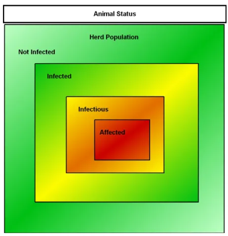 Fig. 3 – Schematic representation of the different animal status in an infected herd population