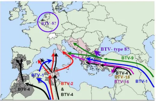Figure 4: Map of the possible routes of introduction of the different BTV serotypes isolated in  Europe since 1998