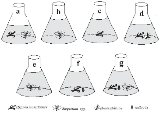 Figura 1. Esquema do experimento in vitro com Hypnea musciformis e Sargassum cymosum var
