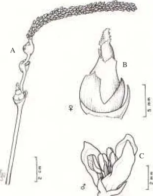 Figura 2. Morfologia floral de Astrocaryum vulgare Mart. A: distribuição das flores femininas e masculinas em uma ráquila