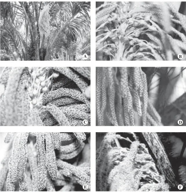 Figura 3. Astrocaryum vulgare Mart. A. inflorescência recém-aberta; B. início e C. final da antese das flores femininas; D