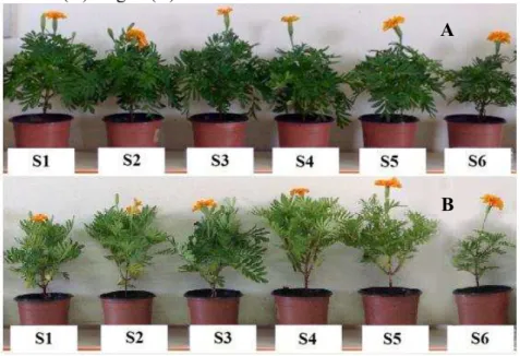 Figura 11: Plantas de Tagetes patula coletadas com a primeira flor totalmente aberta, irrigadas com solução nutritiva (A) e água (B).