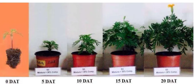 Figura 12: Plantas de Tagetes patula coletadas do 0 DAT até a primeira flor totalmente aberta.