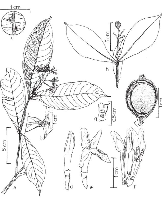 Figura 1. Coussarea bocainae M. Gomes: a. ramo florífero; b. detalhe do ramo e estípula; c