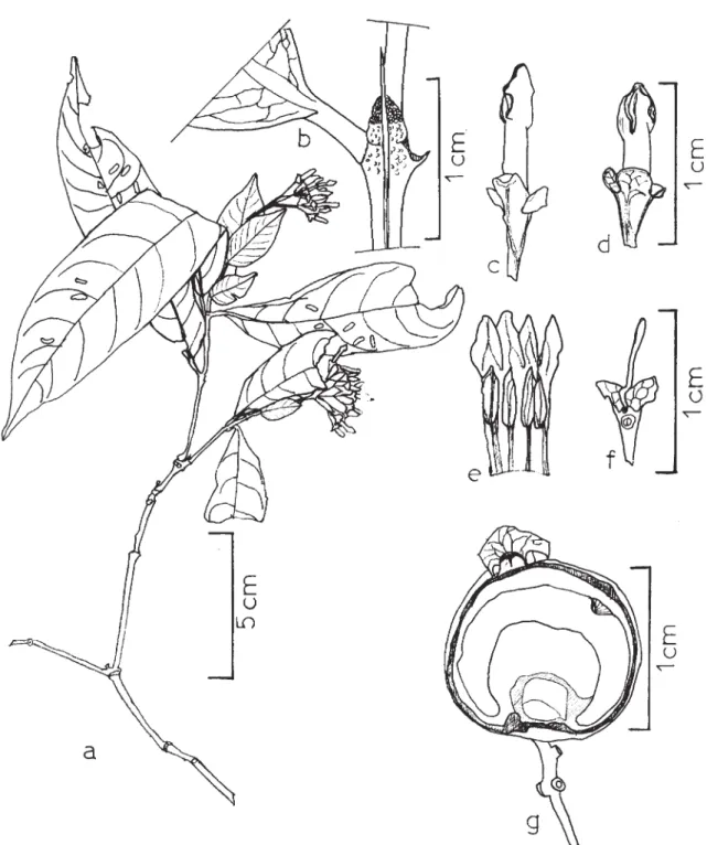 Figura 2. Faramea hymenocalyx M. Gomes: a. ramo florífero; b. detalhe do ramo e estípula; c-d