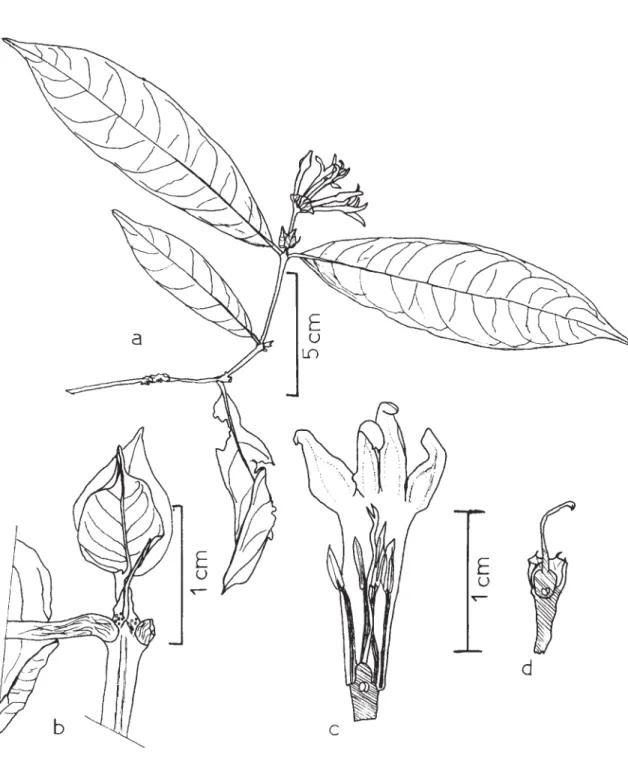 Figura 4. Faramea picinguabae M. Gomes: a. ramo florífero; b. detalhe do ramo com estípula e folhas da base da inflorescência; c