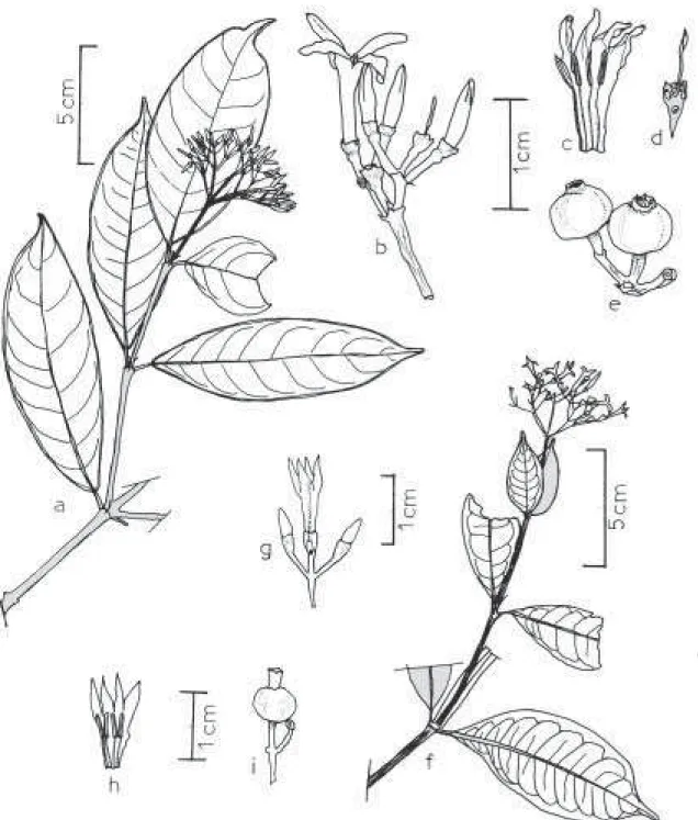 Figura 4. a-e. Faramea latifolia (Cham. &amp; Schltdl.) DC. a. ramo florífero; b. ramo da inflorescência, dicásio com flor aberta e botões florais; c