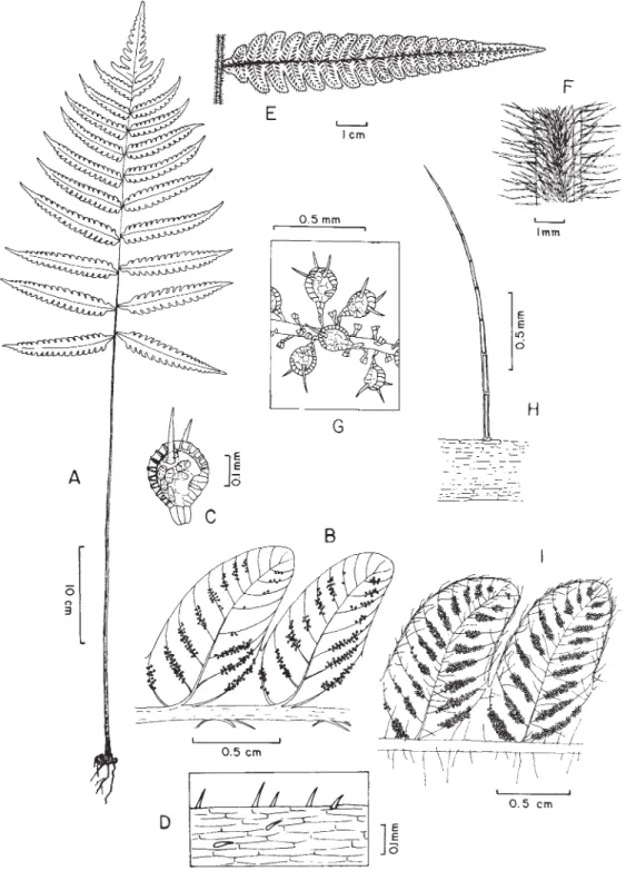 Figura 1. A-D. Thelypteris polypodioides (Brade 6274). A. Hábito. B. Detalhe da face abaxial dos segmentos e da costa, mostrando as nervuras e os soros alongados