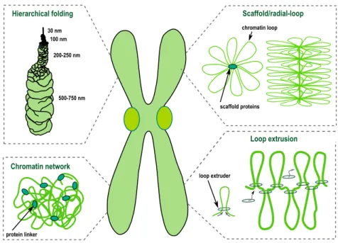 Fig. 1.1. Schematic represenation of several possible models of mitotic chromosome folding.