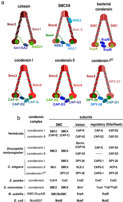 Fig. 1.2. Structural Maintenance of Chromosomes complexes. (a) Cartoon represen- represen-tation of main SMC complexes