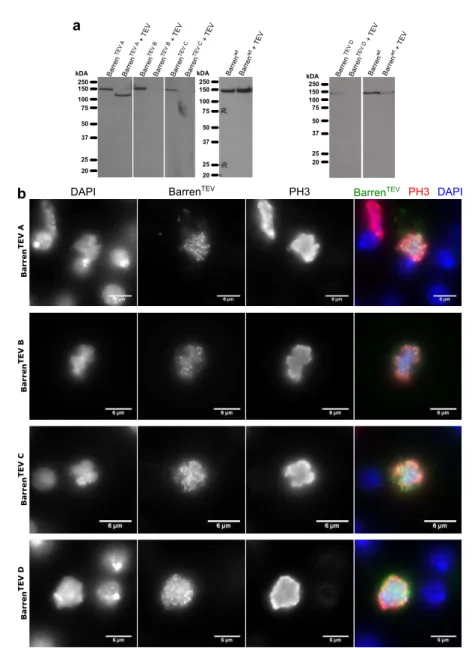 Fig. 2.4. Transient expression and cleavage of Barren TEV A-D constructs in DL2 cells.