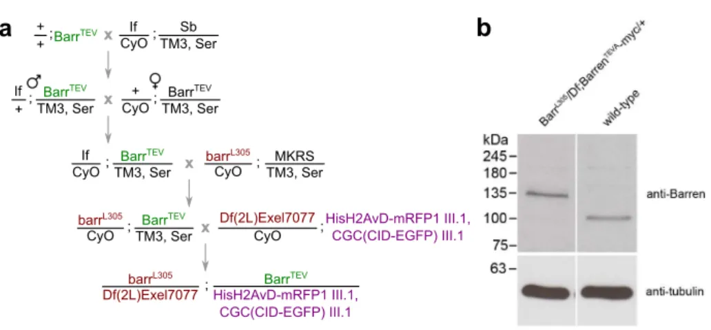 Fig. 2.5. Generating Drosophila melanogaster strains surviving only on TEV – cleav- cleav-able version of Barren subunit