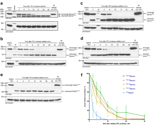 Fig. 2.6. Testing efficiency of BarrenTEVA-D proteins cleavage in vitro. (a-e) Western blot analysis of in vitro cleavage of different versions of  myc-tagged Barren TEV A (a), Barren TEV B (b), Barren TEV C (c), Barren TEV D (d), or Rad21 TEV (e)