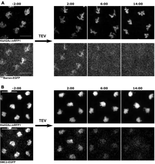 Fig. 2.7. Visualizing behavior of condensin subunits after Barren TEV in vivo. (a) Early embryos (0-30 min old) expressing HisH2AvD-mRFP1 were injected with mRNA coding for Barren TEV -EGFP.