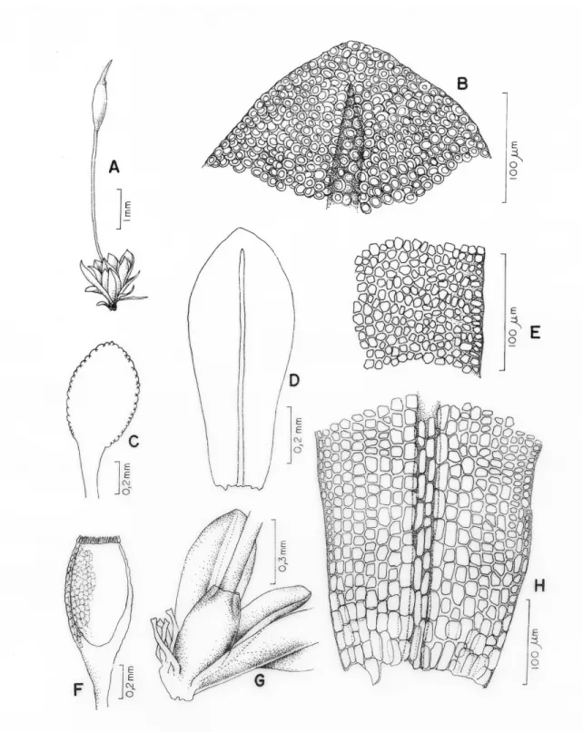 Figura 1 A-H. Weisiopsis nigeriana (Egun. &amp; Olar) Zand.: A. aspecto geral do gametófito; B