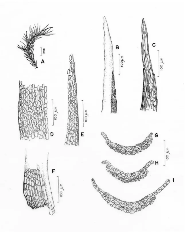 Figura 2 A-I. Campylopus heterostachys (Hampe) Jaeg.: A. aspecto geral do gametófito; B