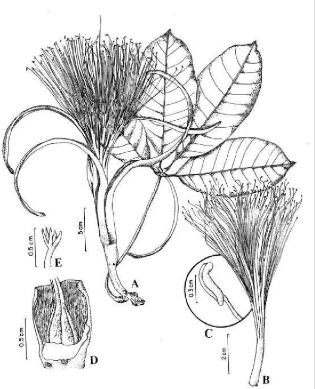 Figura 4. Pachira aquatica Aubl. (A-E : A. Bocage 251).  A: ramo com flor; B: tubo estaminal; C: detalhe da antera; D: cálice em corte longitudinal mostrando o ovário; E: detalhe do estigma.