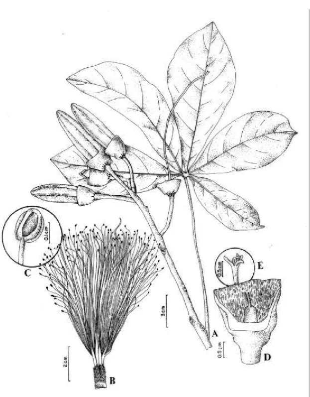 Figura 5. Pseudobombax marginatum (A. St.-Hil.) A. Robyns (A : E. P. Heringer et al. 530); (B-E : A