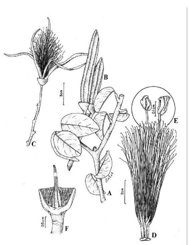 Figura 6. Pseudobombax simplicifolium A. Robyns (A, B, D, E e F : A. Bocage 258); (C : A