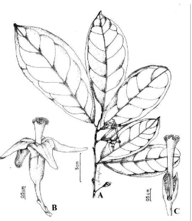 Figura 7. Quararibea turbinata (Sw.) Poir. (A-C : A. Bocage 249). A: ramo com flores; B: flor; C: corte longitudinal da flor mostrando a face interna do cálice, ovário e tubo estaminal.