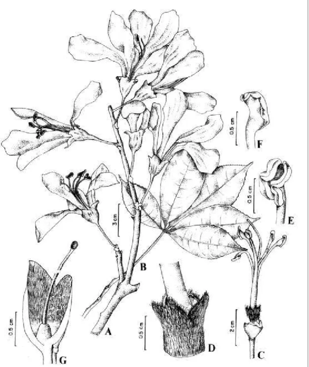 Figura 1. Ceiba glaziovii  (Kuntze) K. Schum. (A-B : V. C. Lima 842); (C-G : A.  Bocage 261)  A: ramo com flores; B: folha; C: tubo estaminal; D: detalhe dos  apêndices estaminodiais; E: antera em vista ventral; F: antera em vista dorsal; G: cálice em cort