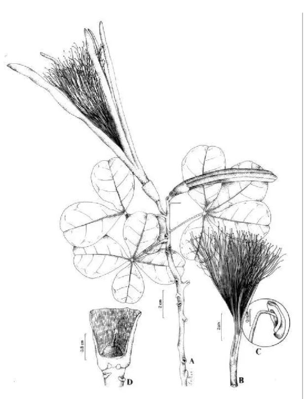 Figura 2: Bombacopsis retusa (Mart. &amp; Zucc.) A. Robyns (A-D : A. Bocage 273).  A: ramo com flor; B: tubo estaminal; C: detalhe da antera; D: cálice em corte longitudinal mostrando o ovário.
