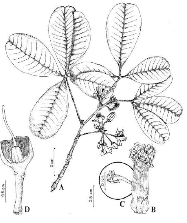 Figura 3. Eriotheca crenulaticalyx A. Robyns (A: O. C. Lira 160); (B-D : A. M. Miranda et al
