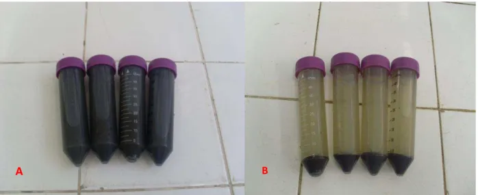 Figura 11 - Amostra para teste de toxicidade. A: Amostra em estado bruto, B: Amostra após passar pelo processo  de centrifugação