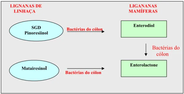 FIGURA 1 - Metabolismo das lignanas na linhaça 