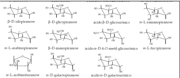 Figura 5: Monômeros envolvidos na composição de hemiceluloses. 